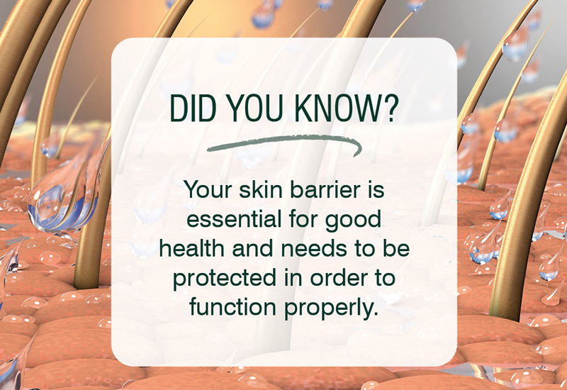 The Skin Barrier